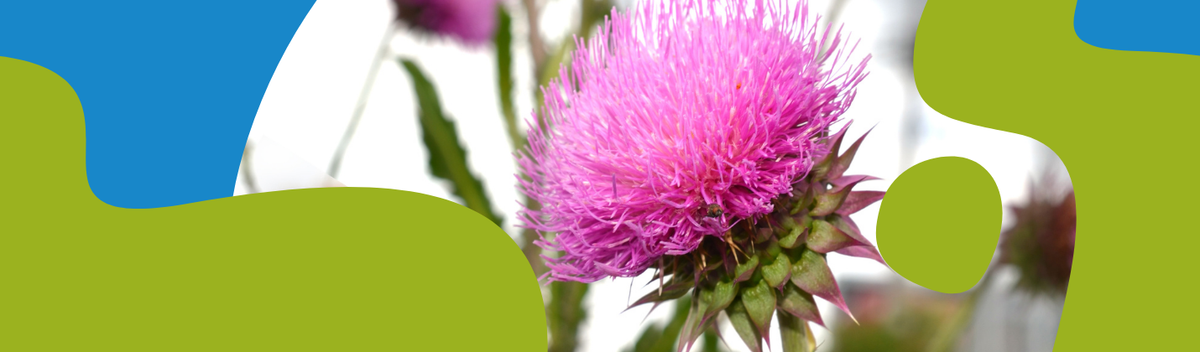 Cabbage Thistle: Appearance, Properties & Uses