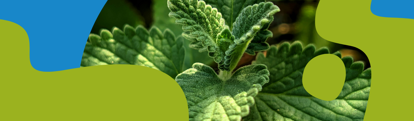 Peppermint: Benefits, Uses & Safety Guide