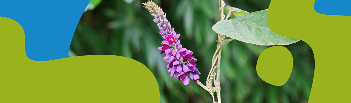 Kudzu Root - Properties, Dosage and Benefits